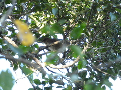 Turdus plebejus