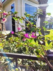 Bougainvillea glabra