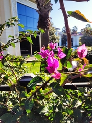Bougainvillea glabra