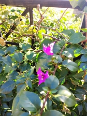 Bougainvillea glabra