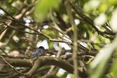 Hypothymis azurea oberholseri