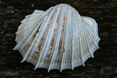 Cardium costatum