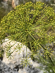 Notobubon tenuifolium