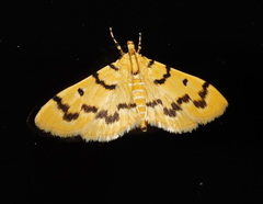Dichocrocis clytusalis