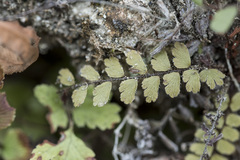 Adiantum caudatum