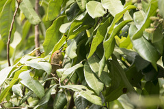 Cyanoderma ruficeps praecognitum