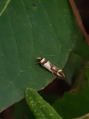 Macrobathra desmotoma