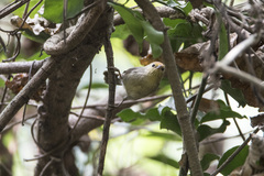 Cyanoderma ruficeps praecognitum