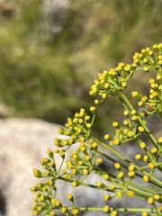 Notobubon tenuifolium