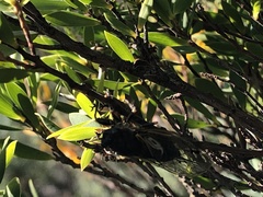 Gelidea torrida