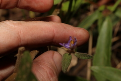 Solanum hapalum