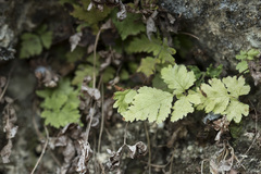 Tectaria devexa
