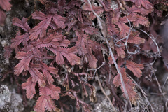 Selaginella repanda
