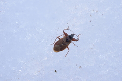 Gastrodes abietum