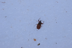 Gastrodes abietum