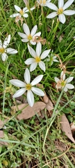 Zephyranthes candida