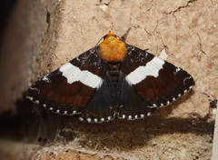 Buzara latizona