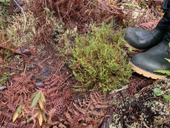 Calluna vulgaris