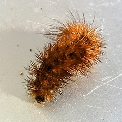 Phragmatobia fuliginosa
