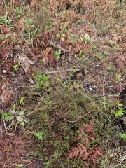 Calluna vulgaris