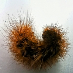 Phragmatobia fuliginosa