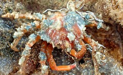 Schizophrys rufescens