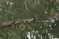 Crocodylus johnstoni