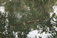 Crocodylus johnstoni