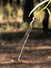 Austrolestes leda