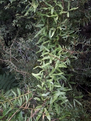 Lygodium articulatum