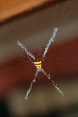 Argiope aetherea