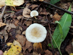Clitocybe phyllophila