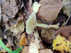 Clitocybe phyllophila