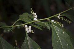 Deeringia polysperma