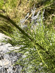 Notobubon tenuifolium