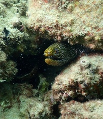 Gymnothorax