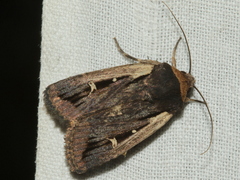 Proteuxoa tortisigna