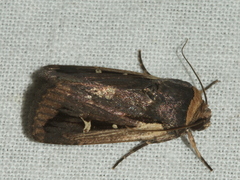 Proteuxoa tortisigna