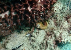 Gymnothorax buroensis