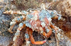 Schizophrys rufescens