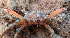 Schizophrys rufescens