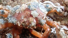 Schizophrys rufescens
