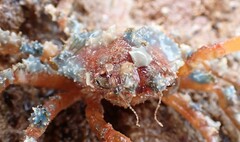 Schizophrys rufescens