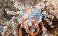 Schizophrys rufescens