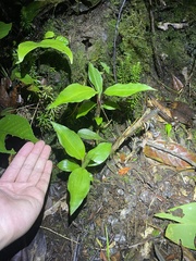Goodyera