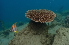 Chelmon rostratus