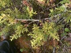 Cupressus nootkatensis