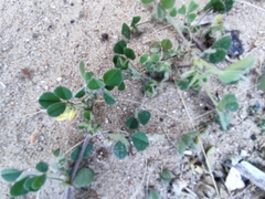 Medicago truncatula