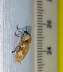 Hypolixus mastersii
