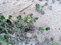 Medicago truncatula